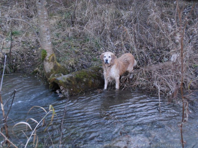 Photo de Golden retriever