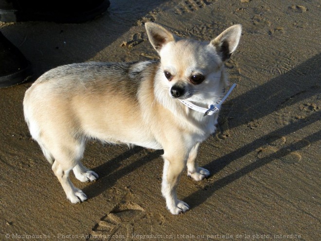 Photo de Chihuahua  poil court