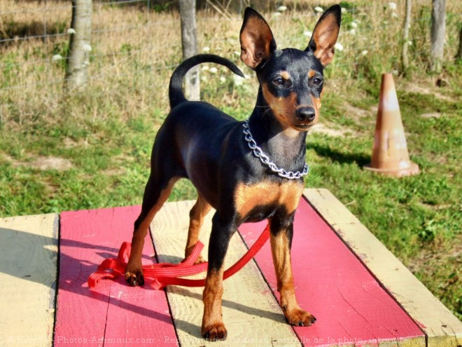 Photo de Pinscher nain