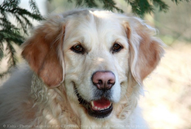 Photo de Golden retriever