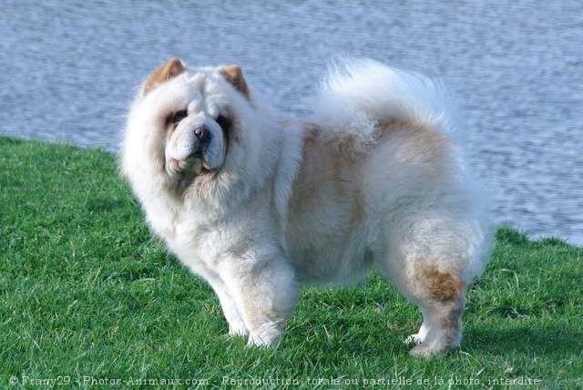 Photo de Chow chow