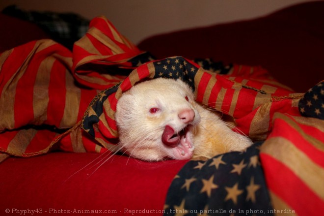 Photo de Furet