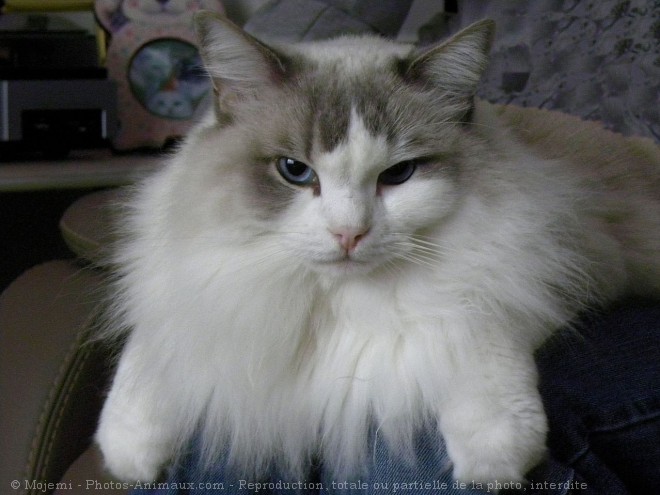 Photo de Ragdoll