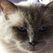 Photo de Ragdoll