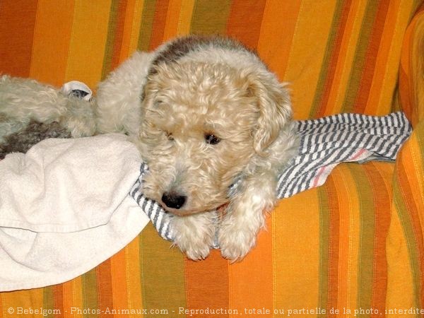 Photo de Fox terrier  poil dur