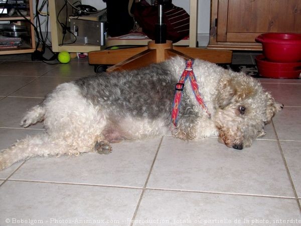 Photo de Fox terrier  poil dur