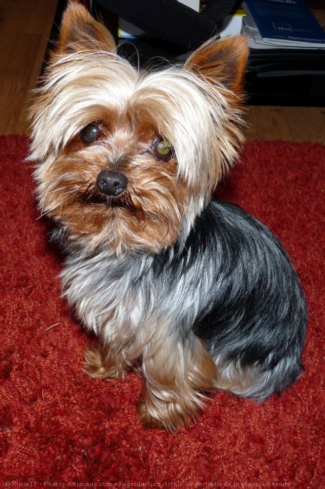 Photo de Yorkshire terrier