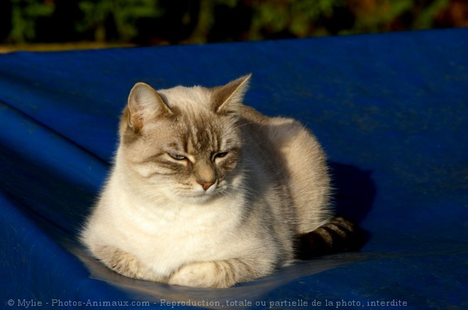 Photo de Chat domestique