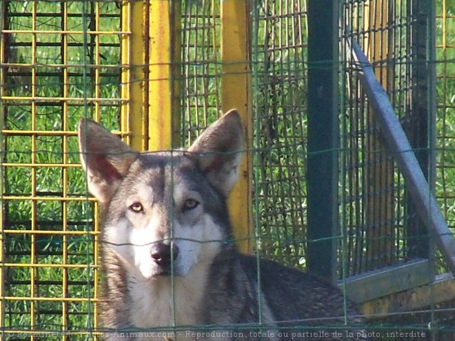 Photo de Chien-loup de saarloos