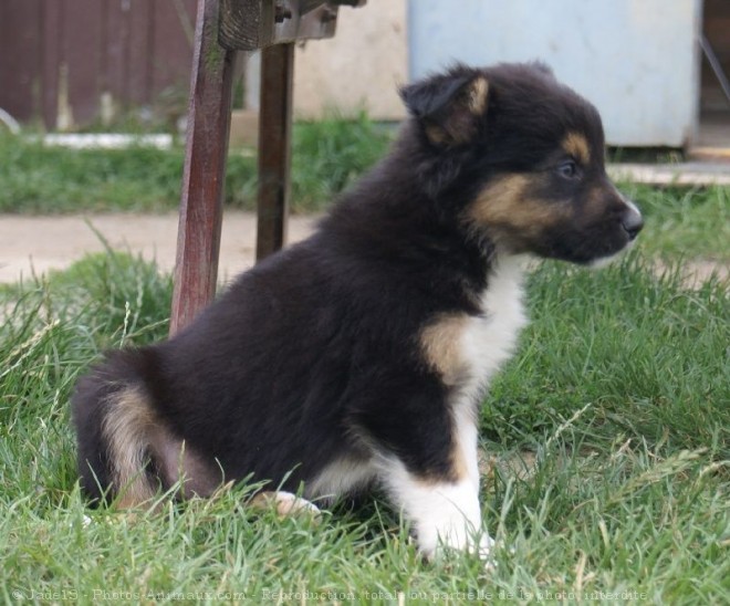 Photo de Border collie