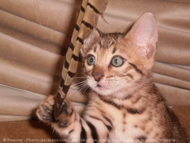 Photo de Bengal