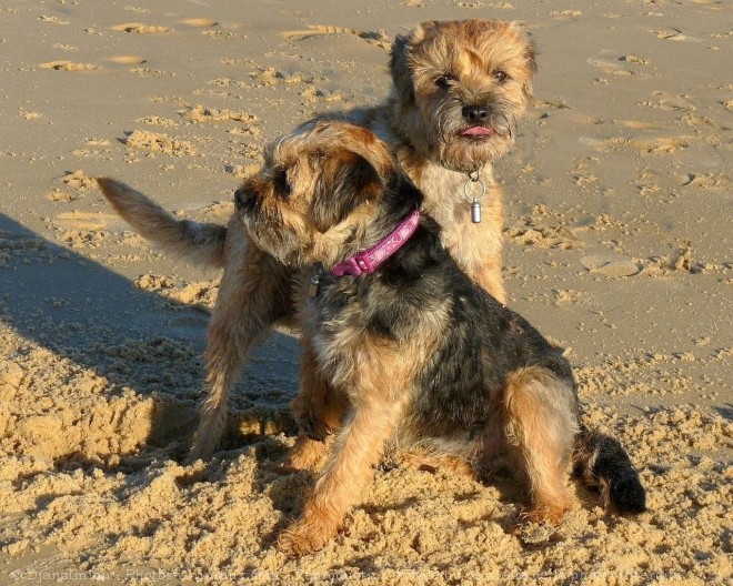 Photo de Border terrier