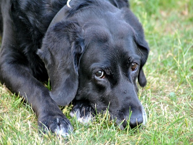 Photo de Labrador retriever