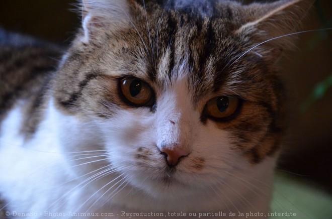 Photo de Chat domestique