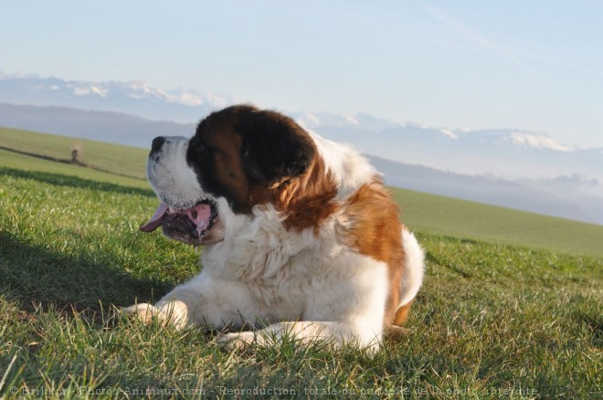 Photo de Saint-bernard poil long