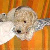 Photo de Fox terrier  poil dur