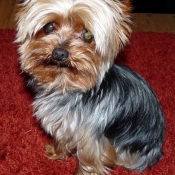 Photo de Yorkshire terrier