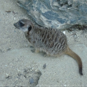 Photo de Suricate