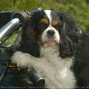 Photo de Cavalier king charles spaniel