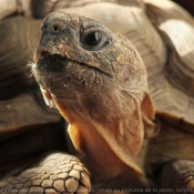 Photo de Tortue