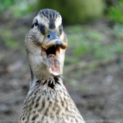 Photo de Canard colvert