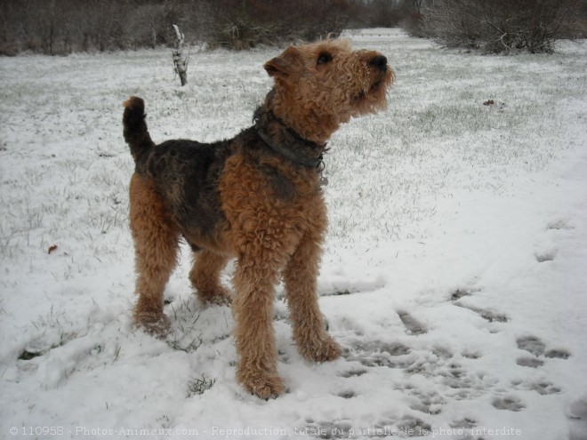 Photo d'Airedale terrier