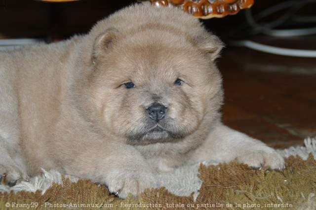 Photo de Chow chow