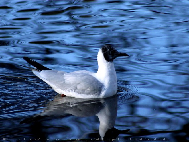 Photo de Mouette