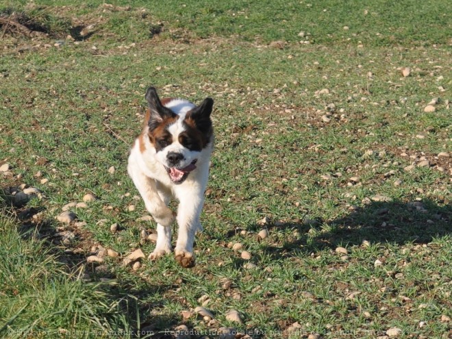 Photo de Saint-bernard poil long