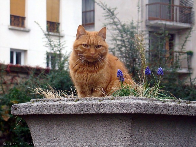 Photo de Chat domestique