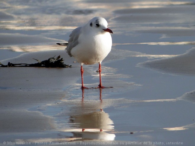 Photo de Mouette