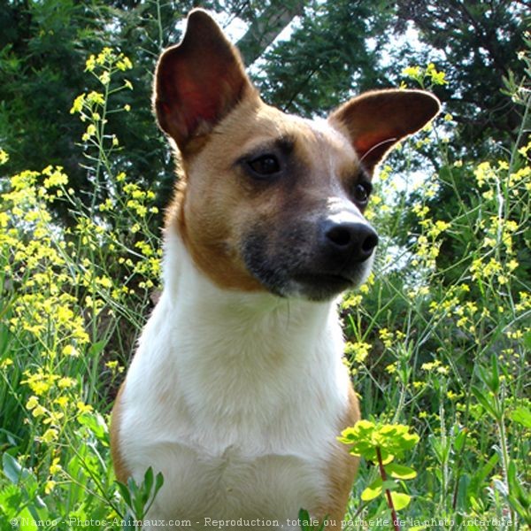 Photo de Jack russell terrier