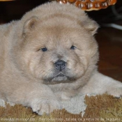 Photo de Chow chow