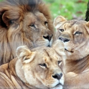 Photo de Lion