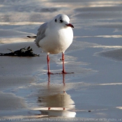 Photo de Mouette