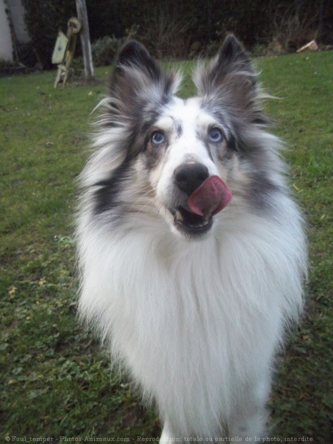 Photo de Chien de berger des shetland