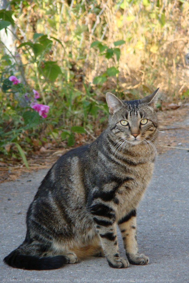 Photo de Chat domestique