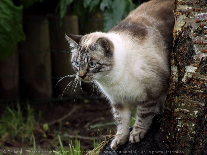 Photo de Chat domestique