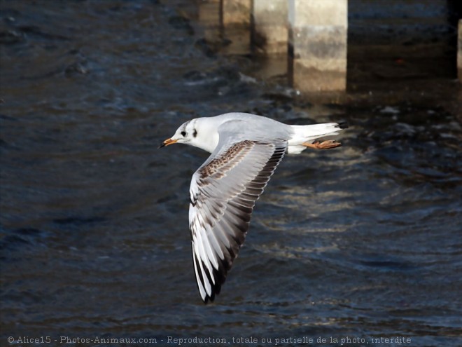 Photo de Mouette