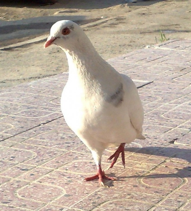 Photo de Pigeon