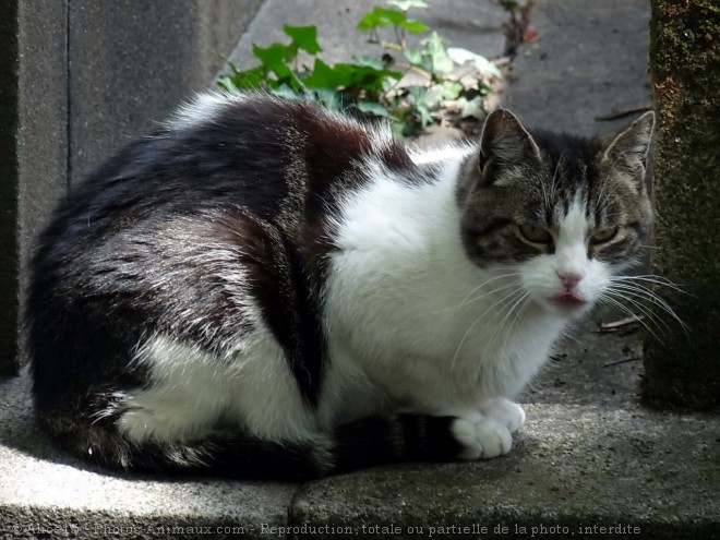 Photo de Chat domestique