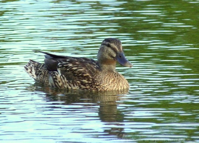 Photo de Canard colvert