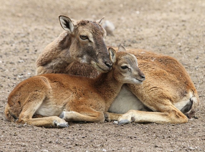 Photo de Mouflon