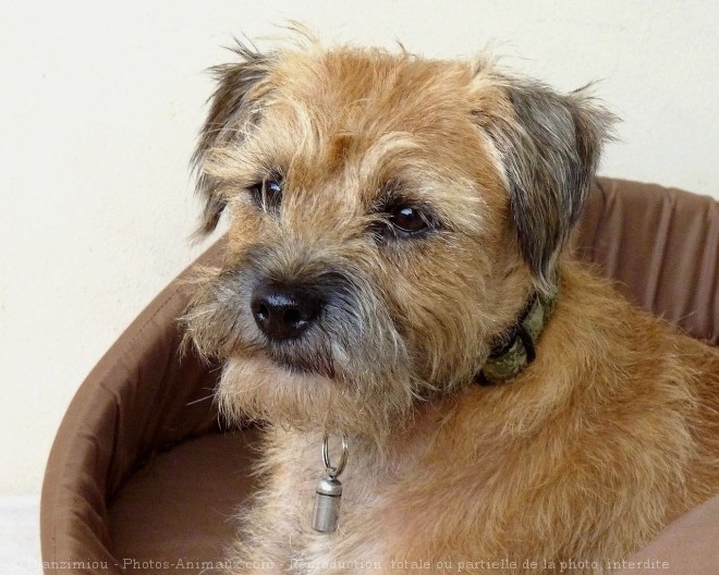 Photo de Border terrier