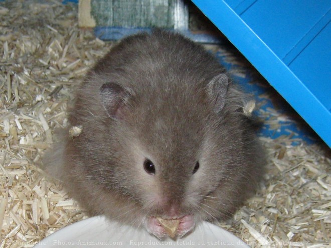 Photo de Hamster