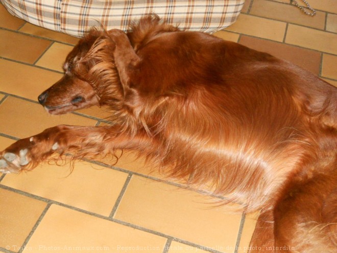 Photo de Setter irlandais rouge