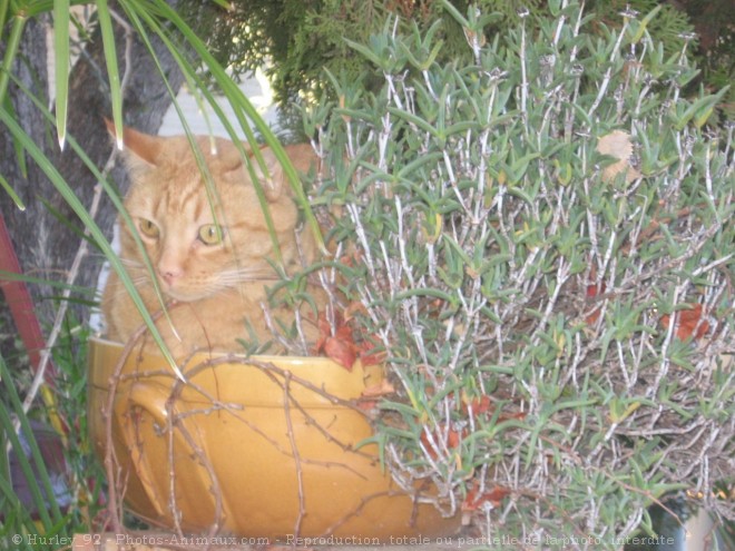 Photo de Chat domestique