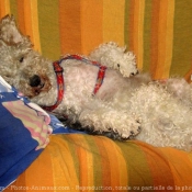 Photo de Fox terrier  poil dur