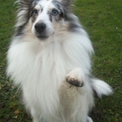 Photo de Chien de berger des shetland