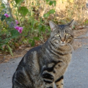 Photo de Chat domestique